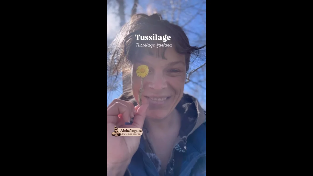 Tussilage: Alliée de notre système respiratoire